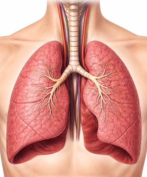 Lung Cancer Screening CT Scan